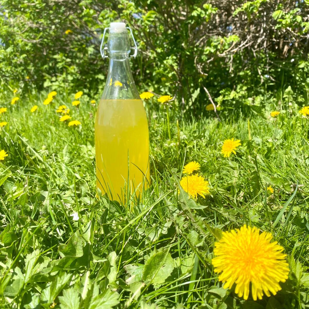 Het recept voor 100% plantaardige paardenbloemsiroop